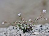 Hymenolobus procumbens