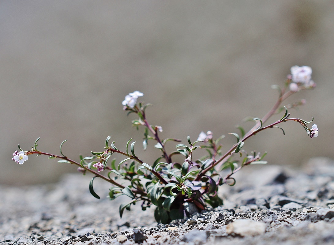 Image of Hymenolobus procumbens specimen.