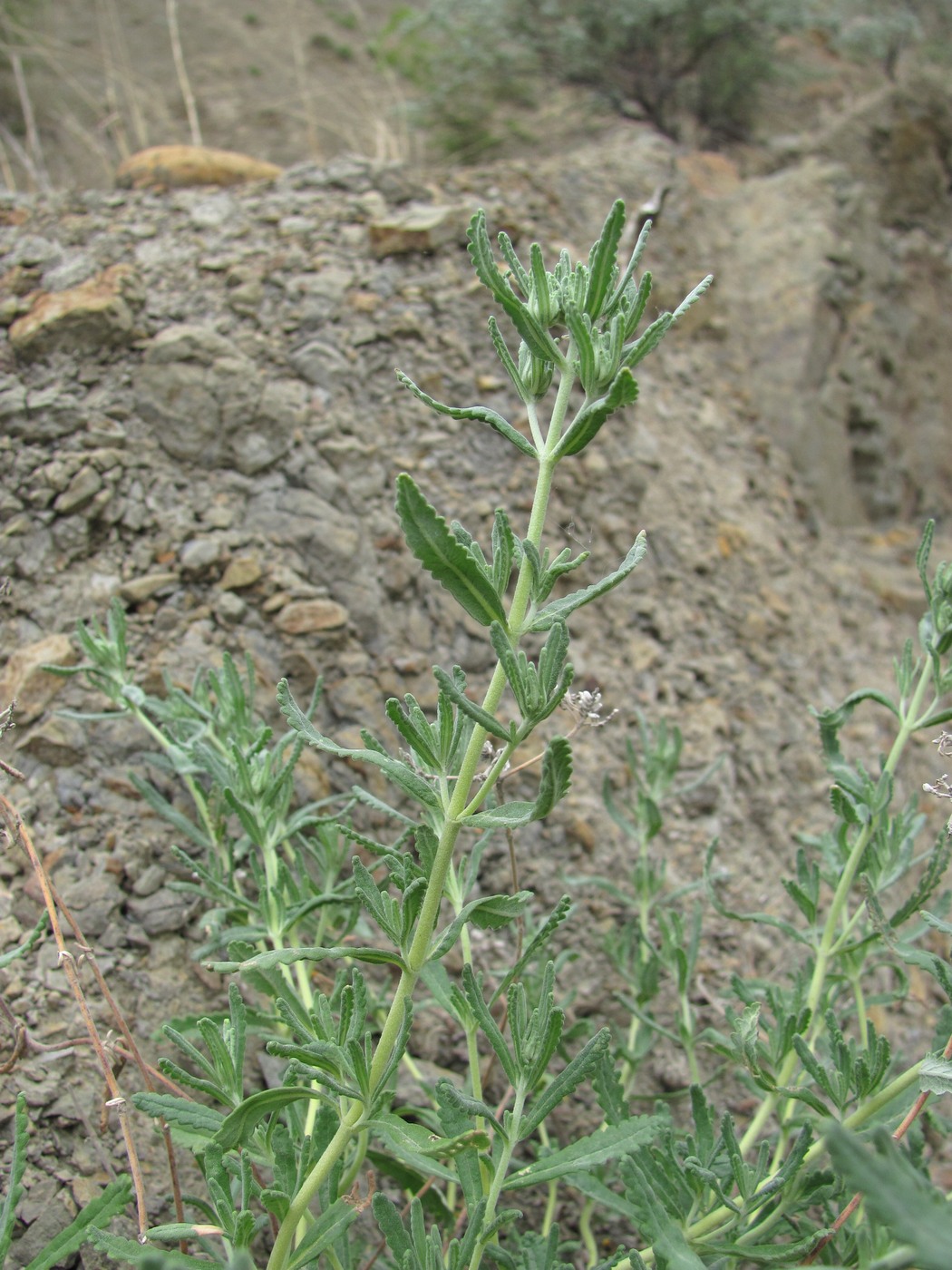 Изображение особи Teucrium capitatum.