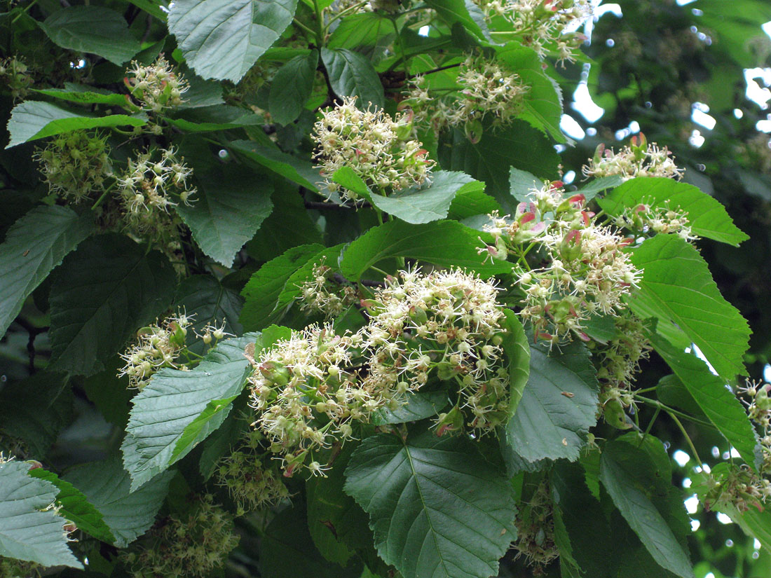 Image of Acer tataricum specimen.