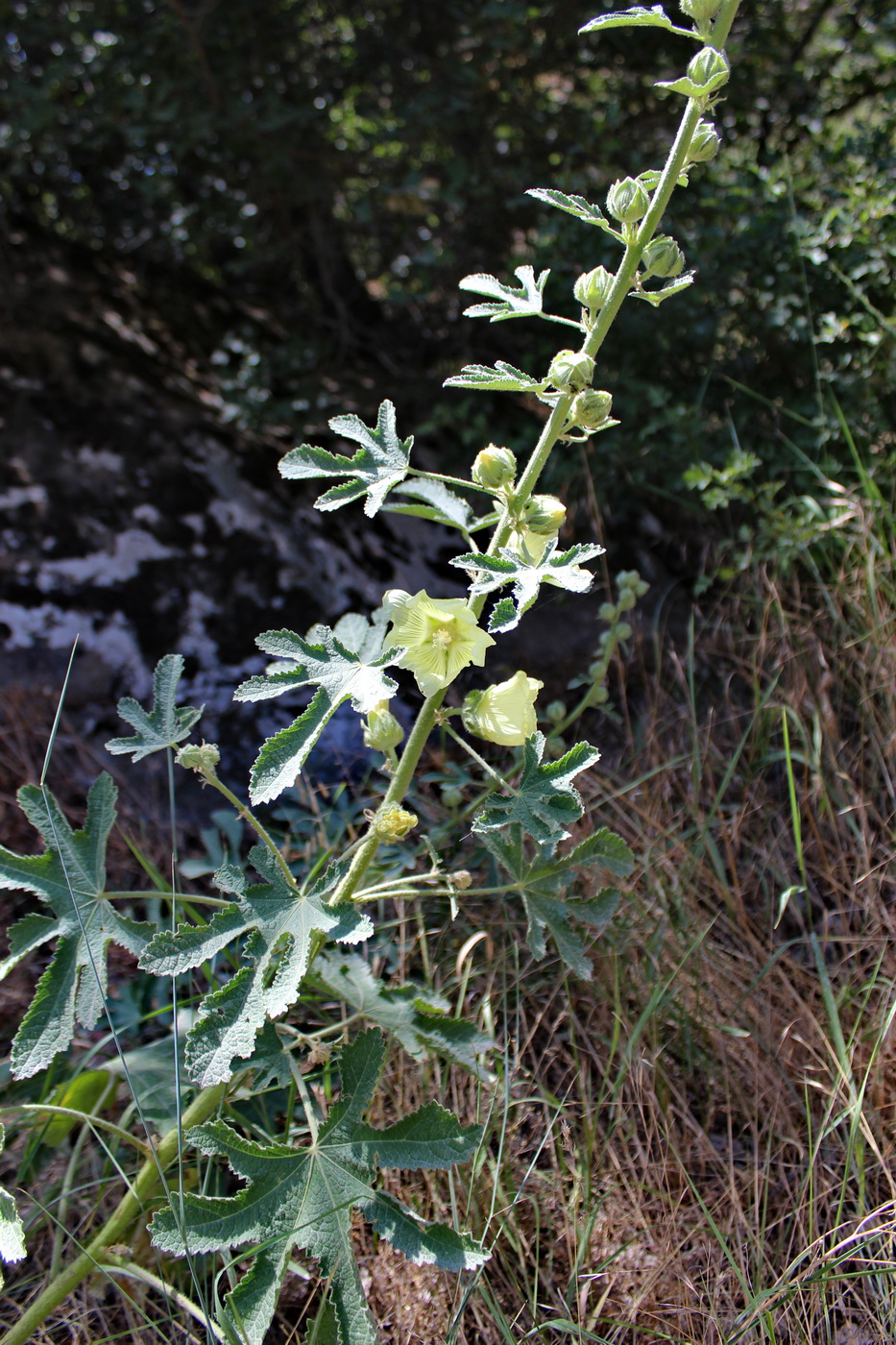 Изображение особи Alcea sycophylla.