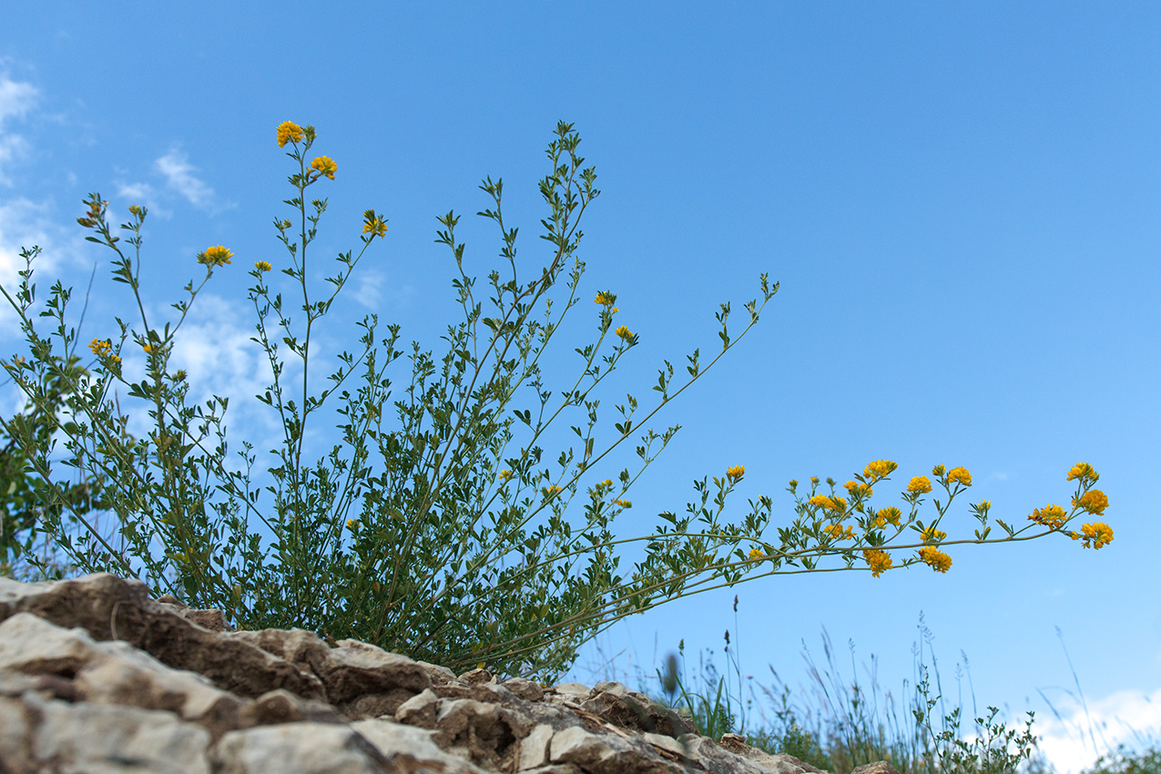 Изображение особи Medicago falcata.