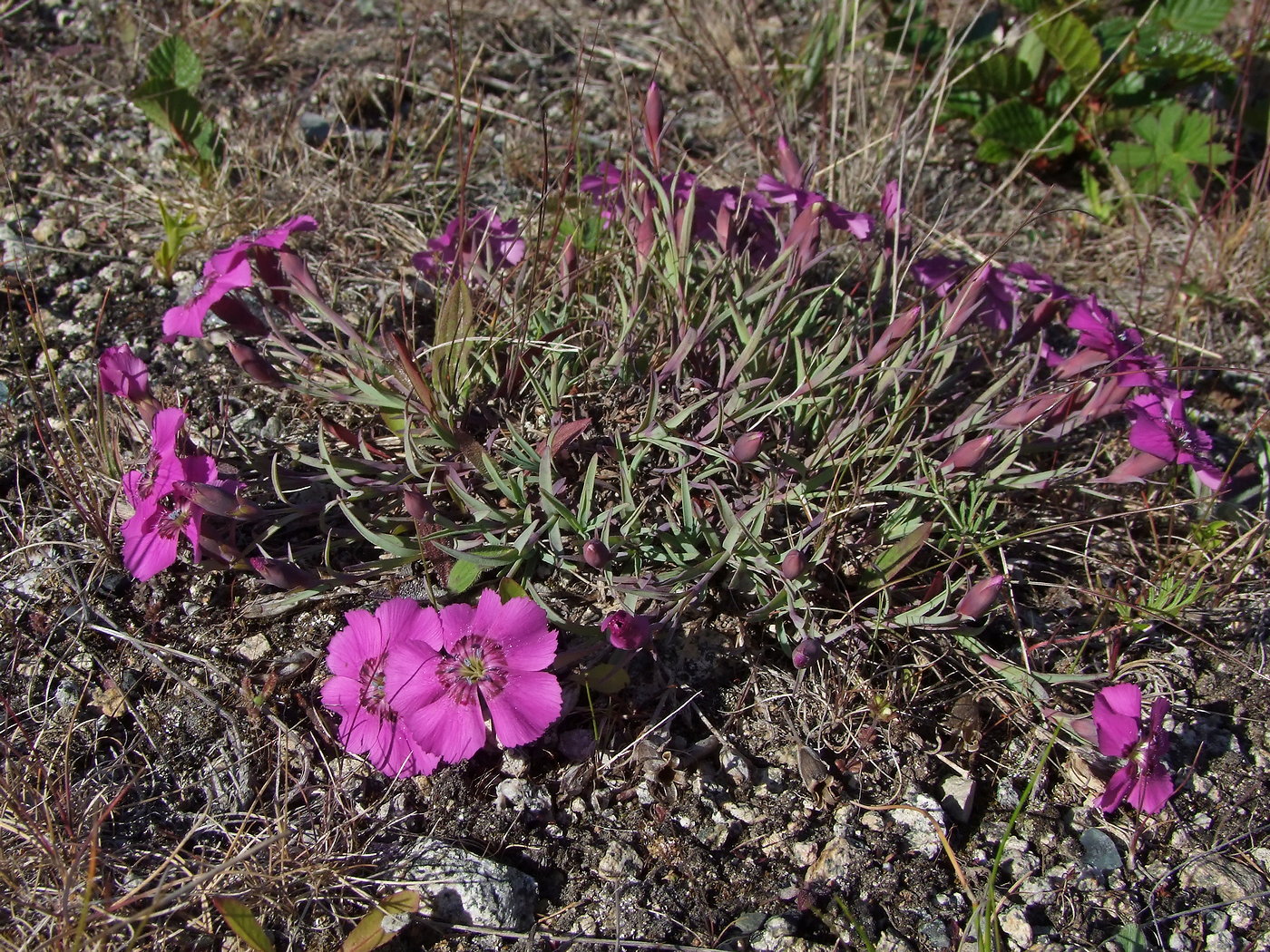 Изображение особи Dianthus repens.