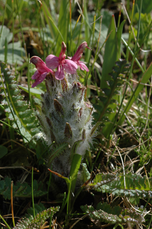 Image of Pedicularis oederi f. rubra specimen.