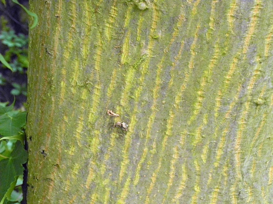 Image of Acer cappadocicum specimen.