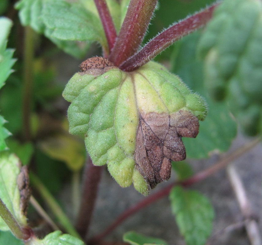 Image of Nepeta supina specimen.