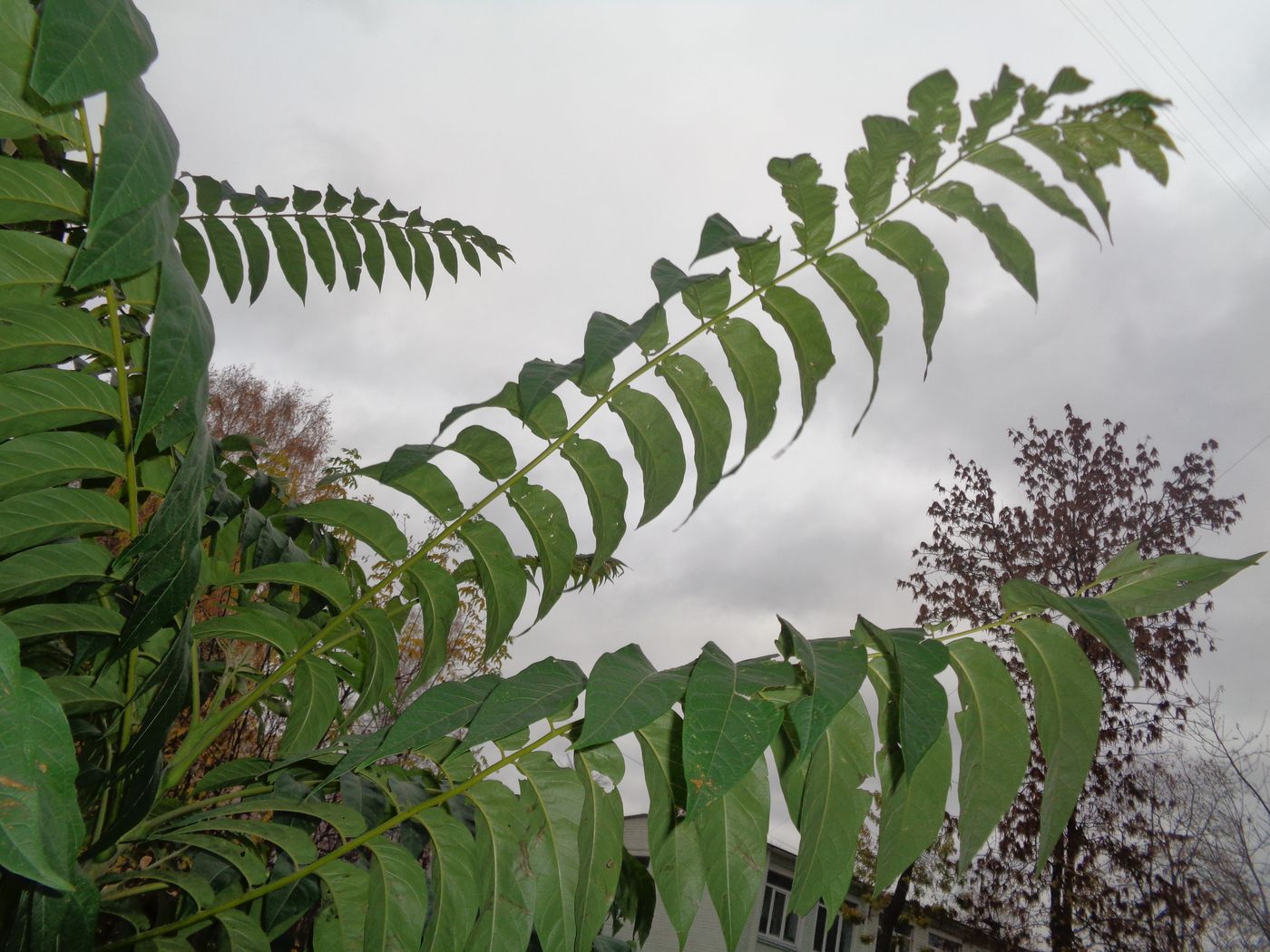 Image of Ailanthus altissima specimen.