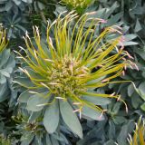 Leucospermum formosum