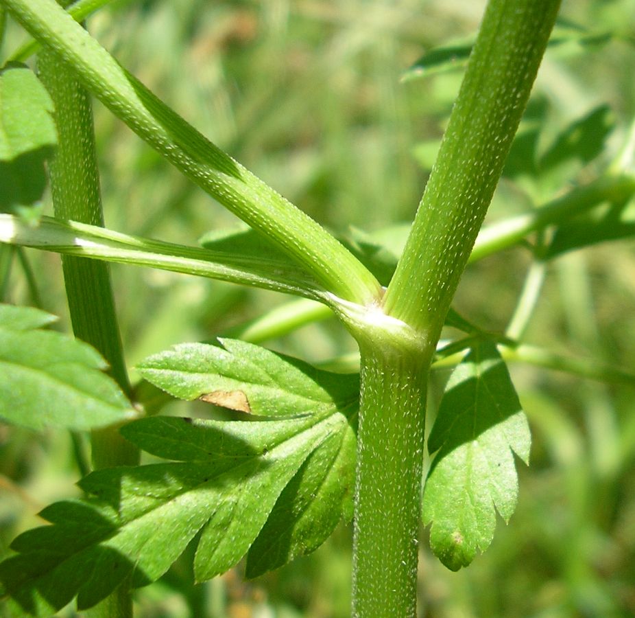 Изображение особи Torilis arvensis.