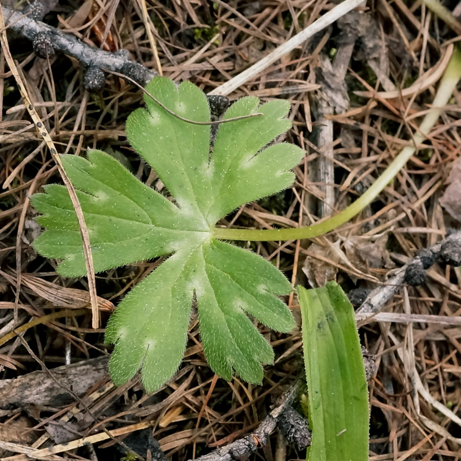 Image of Aconitum ranunculoides specimen.