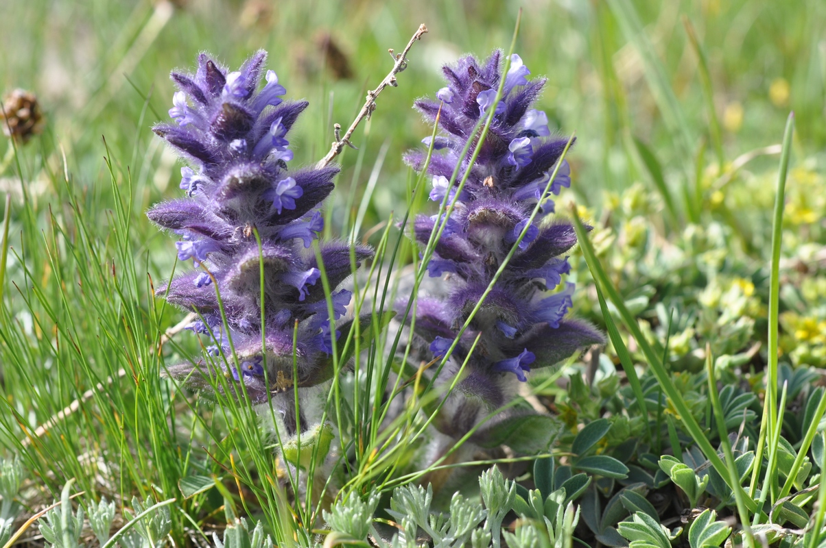 Image of Ajuga orientalis specimen.