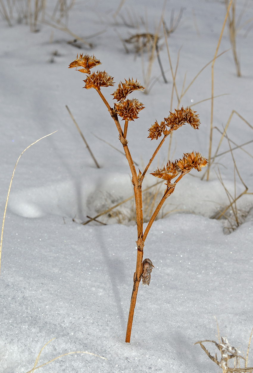 Image of Goniolimon speciosum specimen.