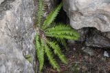 Polystichum lonchitis