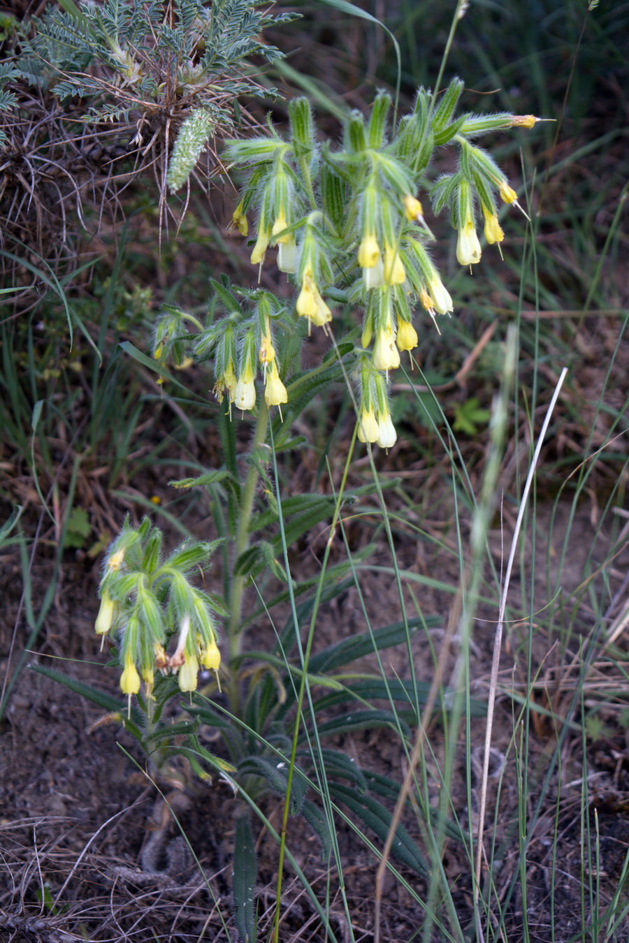 Image of genus Onosma specimen.