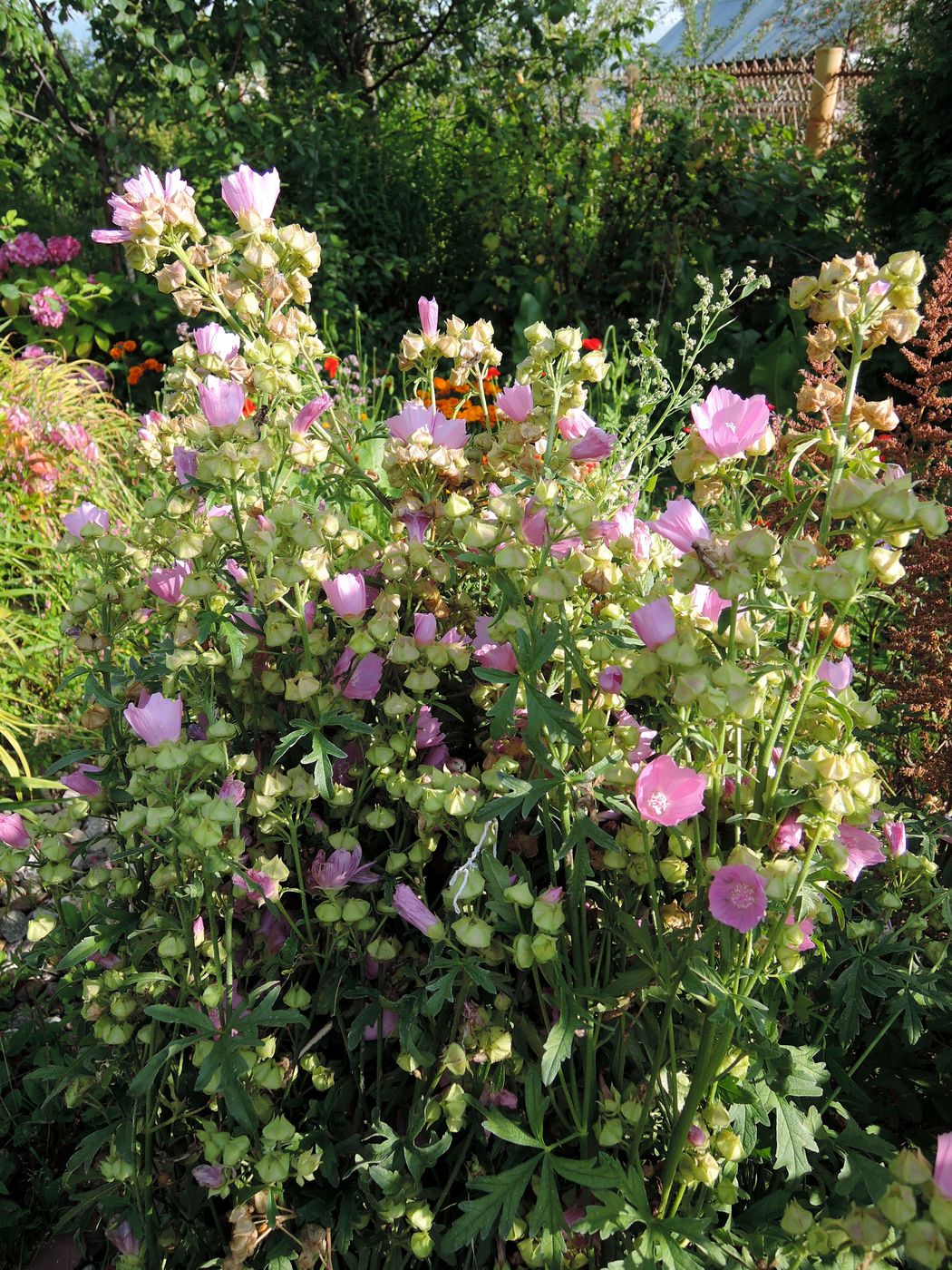 Image of Malva moschata specimen.