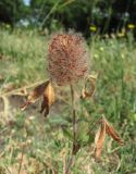 Trifolium diffusum. Верхушка побега с соплодием. Дагестан, г/о Махачкала, гора Тарки-Тау, нагорная степь. 08.06.2019.