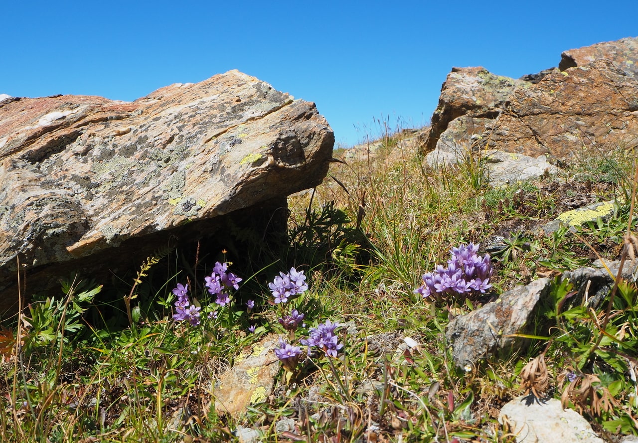 Image of Gentianella biebersteinii specimen.