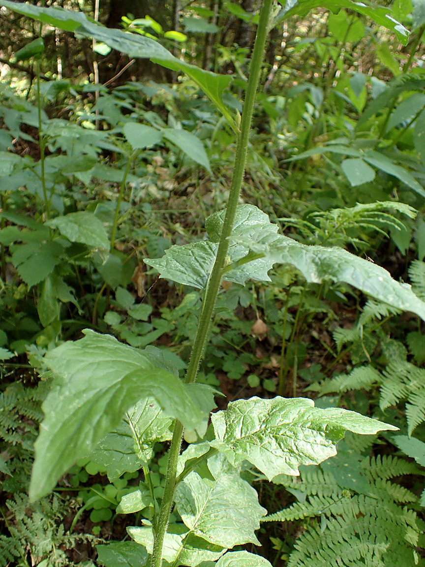 Image of Lapsana communis specimen.