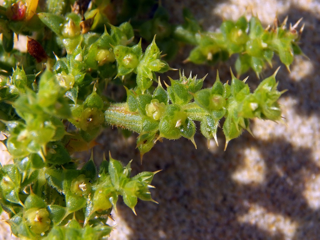 Image of Salsola kali specimen.