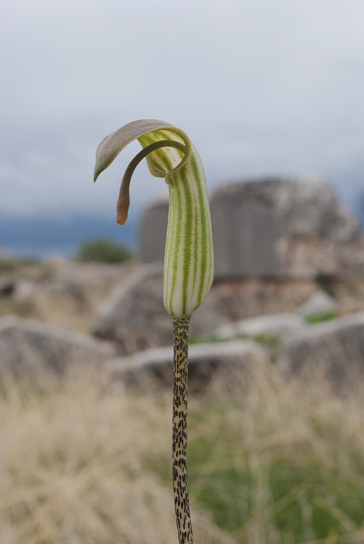 Изображение особи Arisarum vulgare.