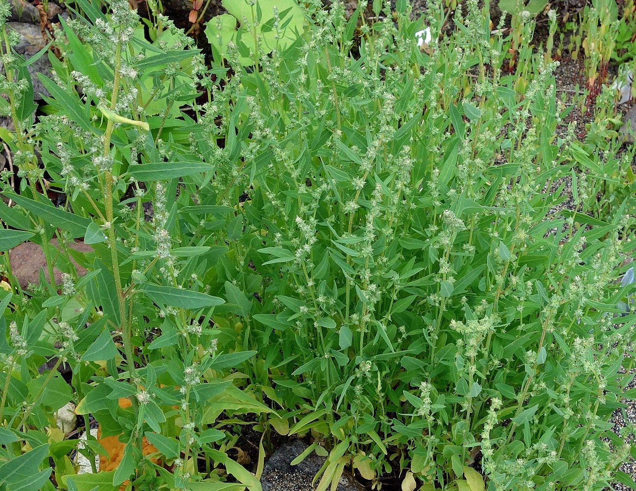 Image of genus Atriplex specimen.