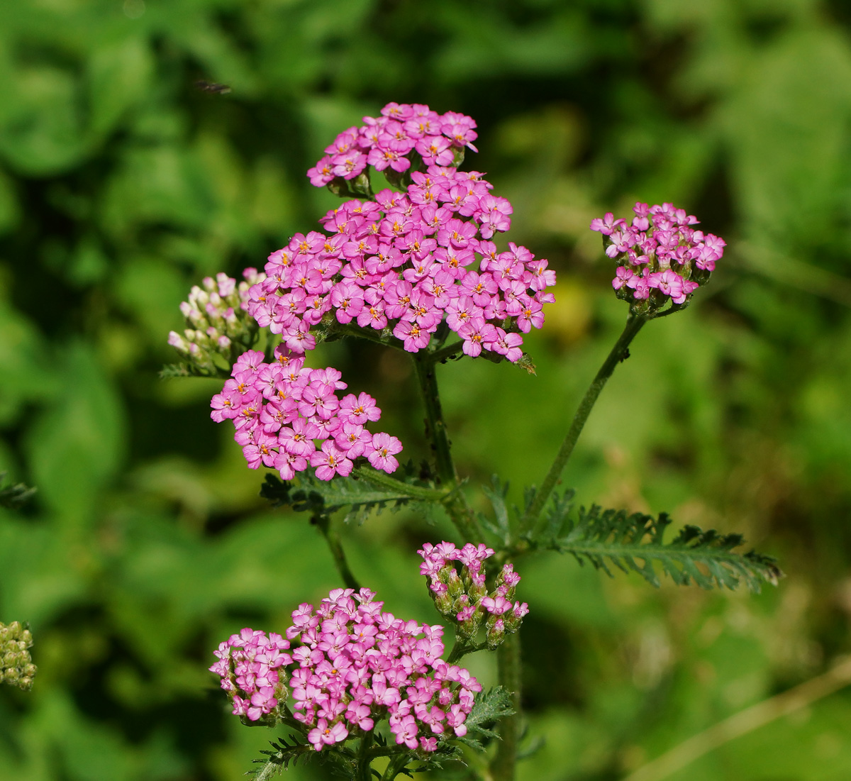 Image of Achillea millefolium specimen.