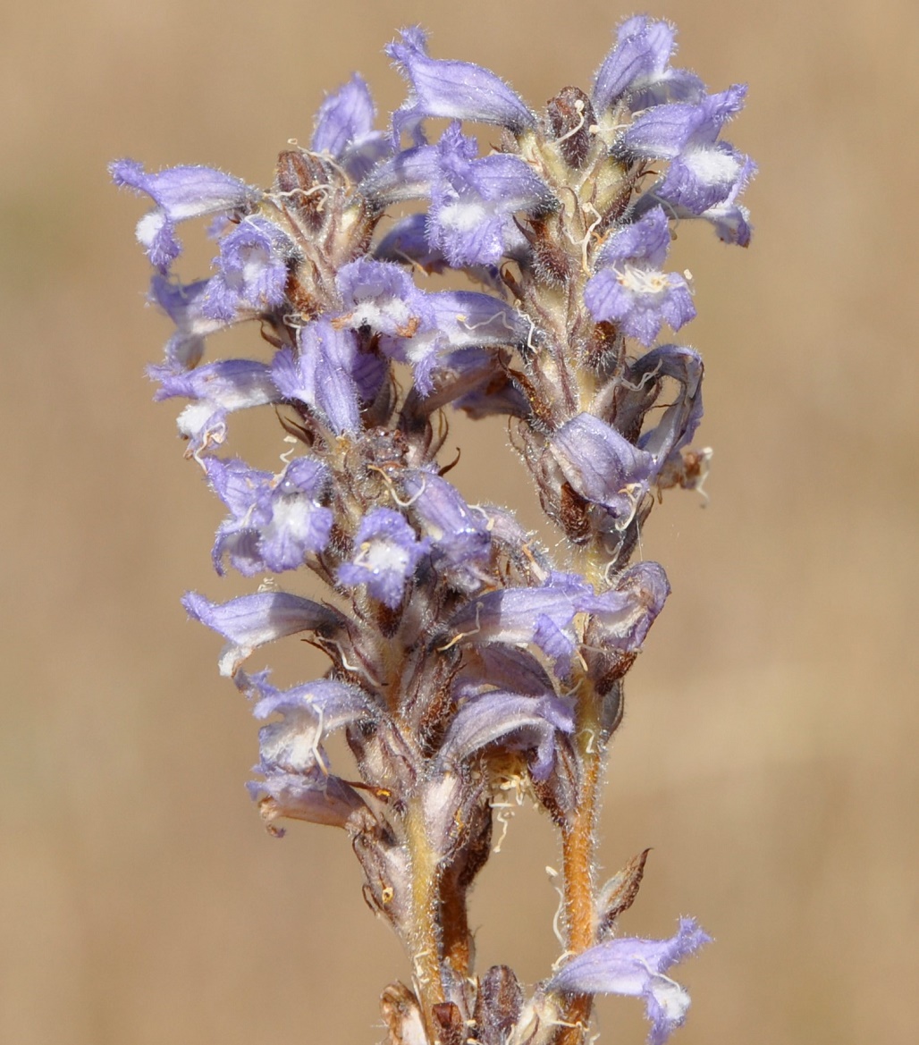 Image of genus Phelipanche specimen.