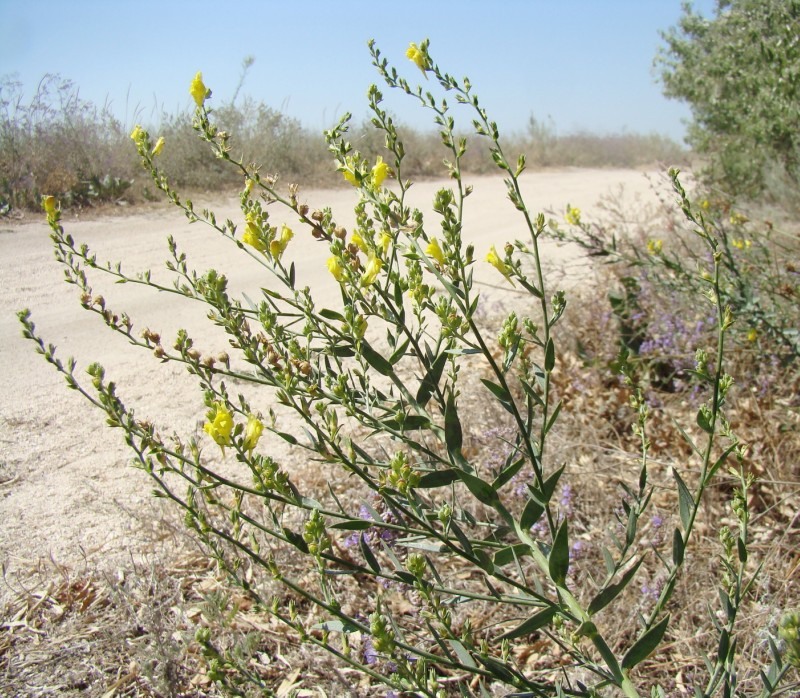 Image of Linaria genistifolia specimen.