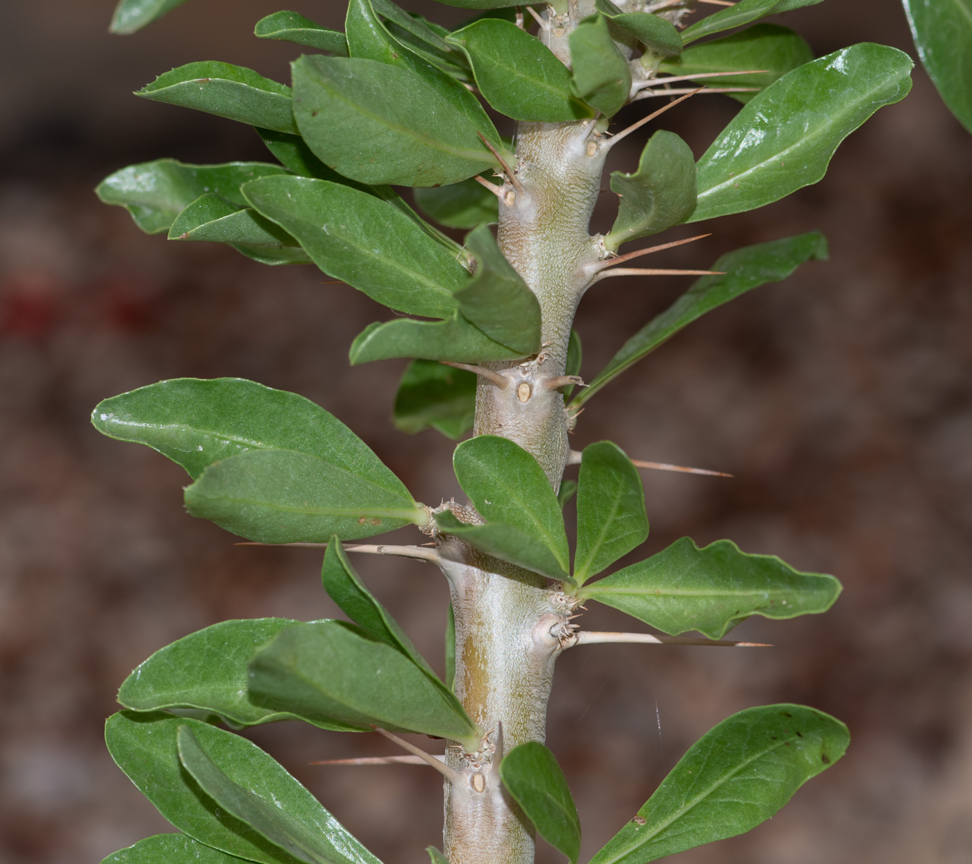 Изображение особи Pachypodium saundersii.