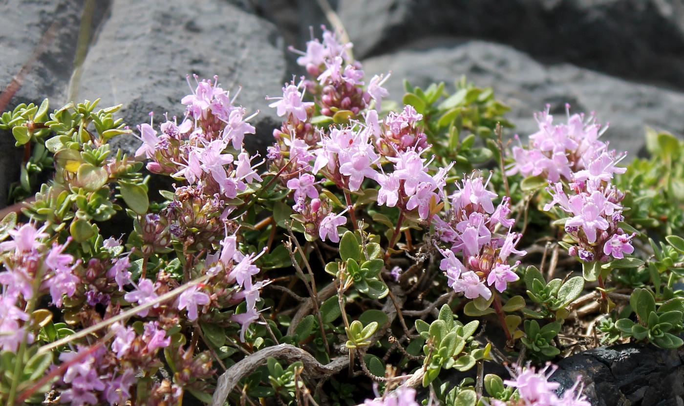 Image of Thymus dmitrievae specimen.