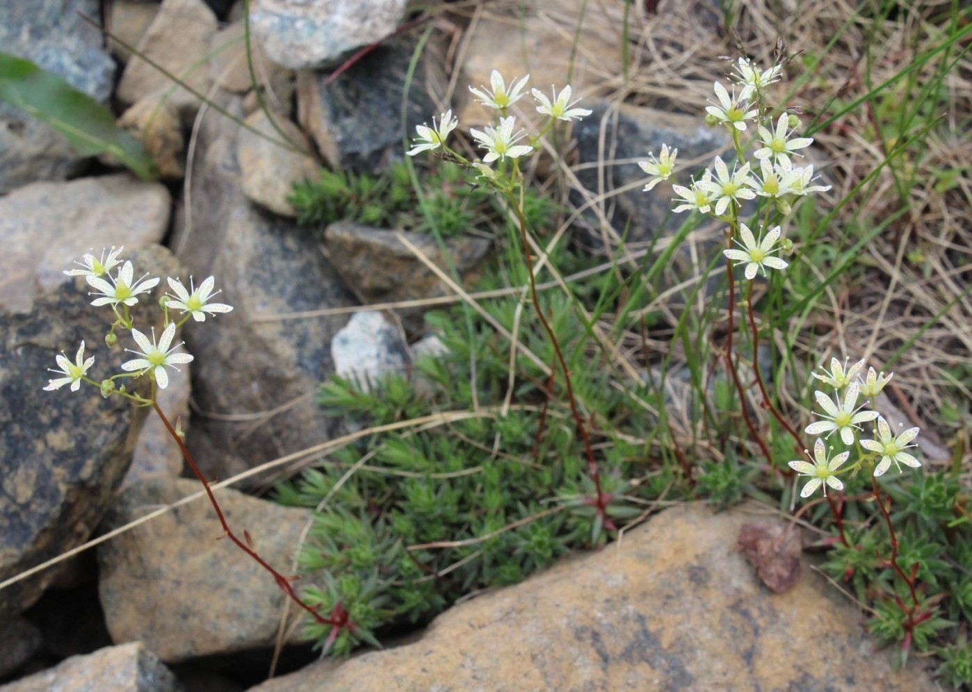 Изображение особи Saxifraga spinulosa.