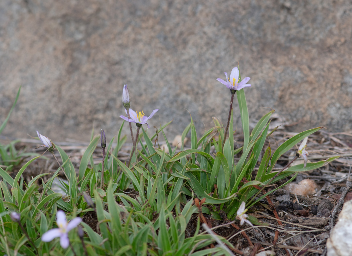 Изображение особи Xerophyta humilis.