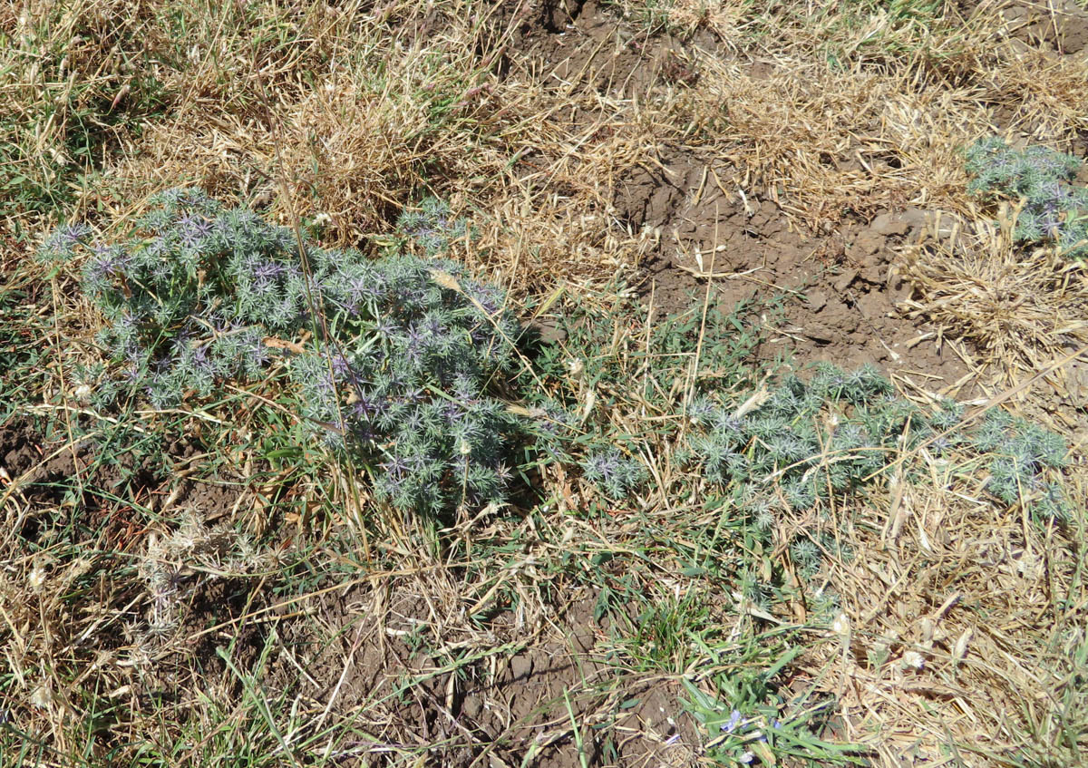 Image of Eryngium pusillum specimen.