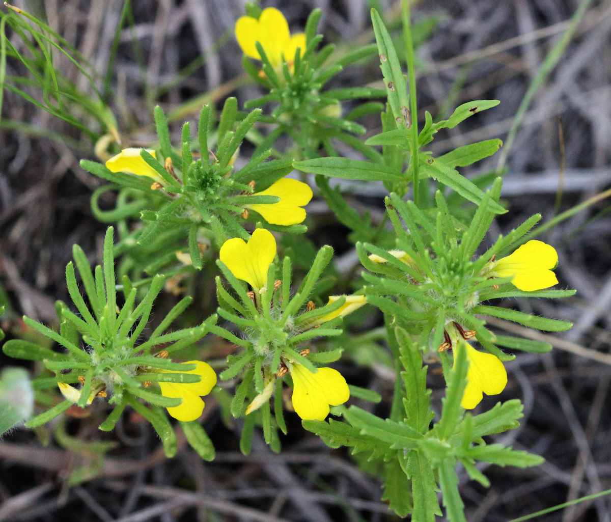 Image of Ajuga glabra specimen.