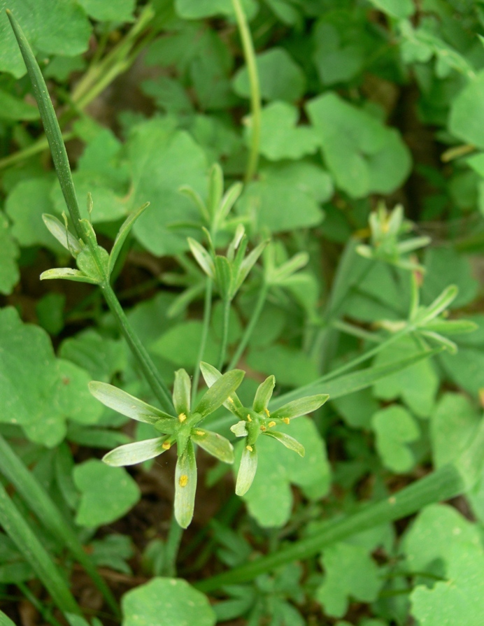 Image of Gagea lutea specimen.