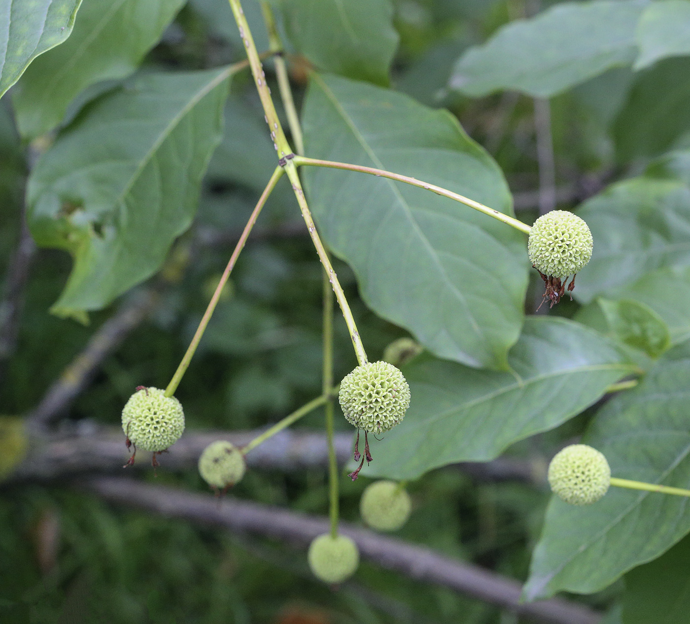 Изображение особи Cephalanthus occidentalis.