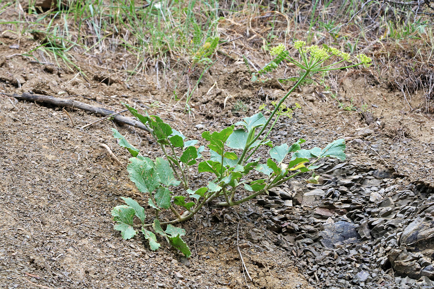 Image of Ladyginia bucharica specimen.