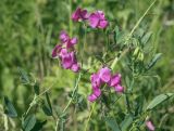 Lathyrus tuberosus. Верхушки цветущих побегов. Пермский край, Кунгурский р-н, окр. с. Филипповка, окр. горы Ледяная близ гостиницы \"Сталагмит\", луг. 20.06.2021.