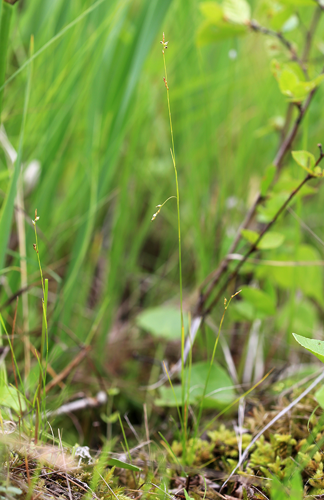 Image of Carex sedakowii specimen.