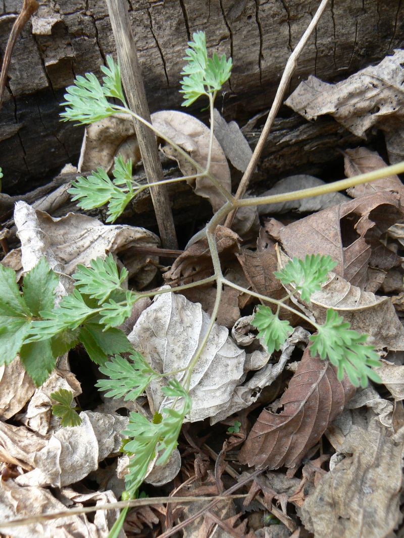 Изображение особи Corydalis fumariifolia.