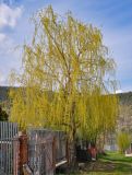 Salix babylonica