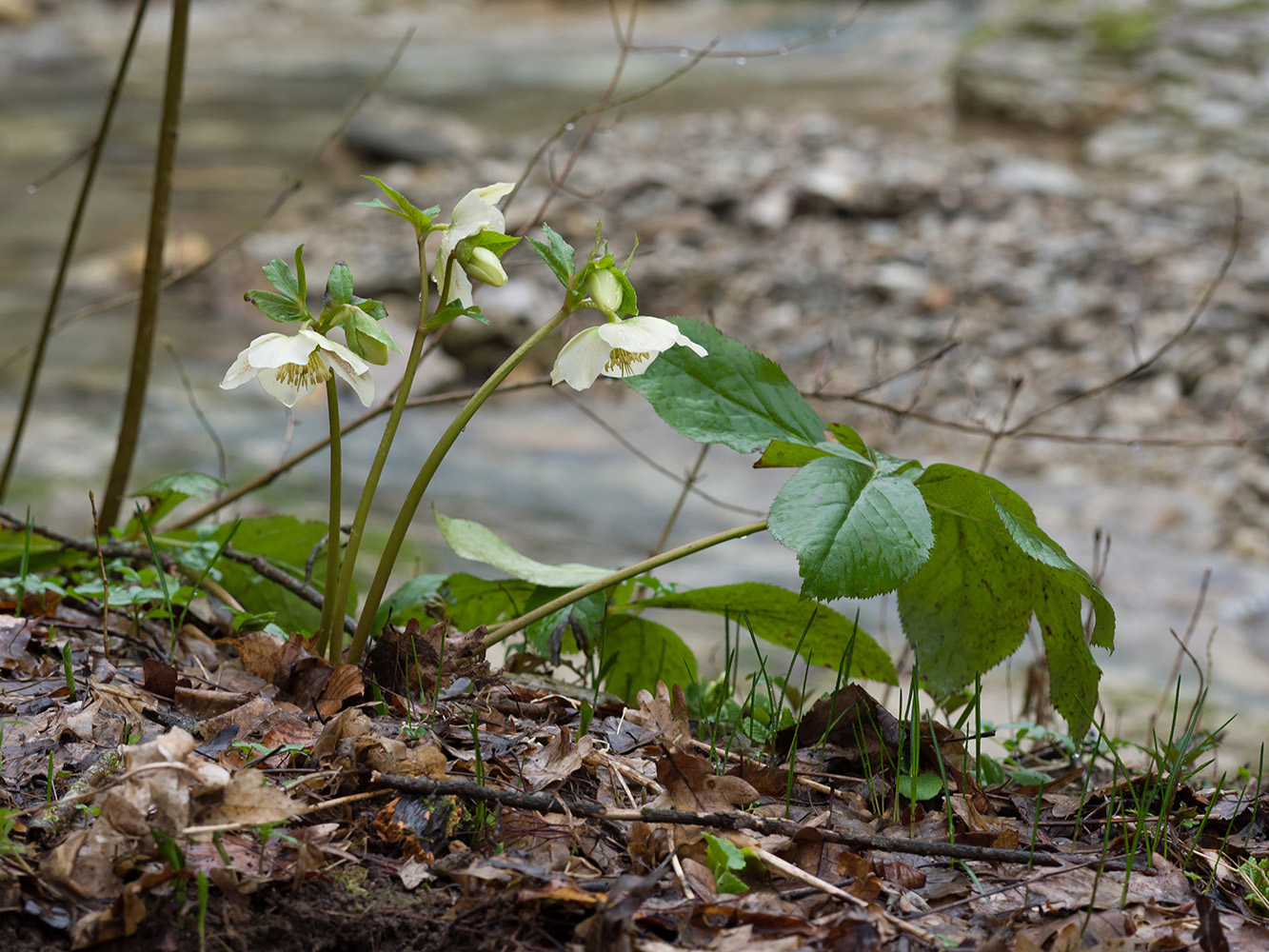 Image of Helleborus caucasicus specimen.