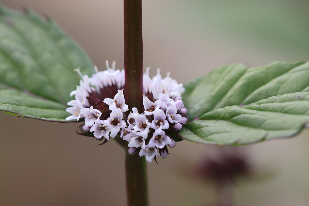 Изображение особи род Mentha.