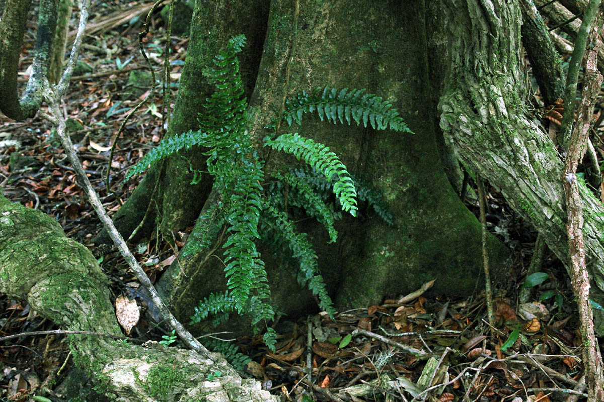 Image of class Polypodiopsida specimen.