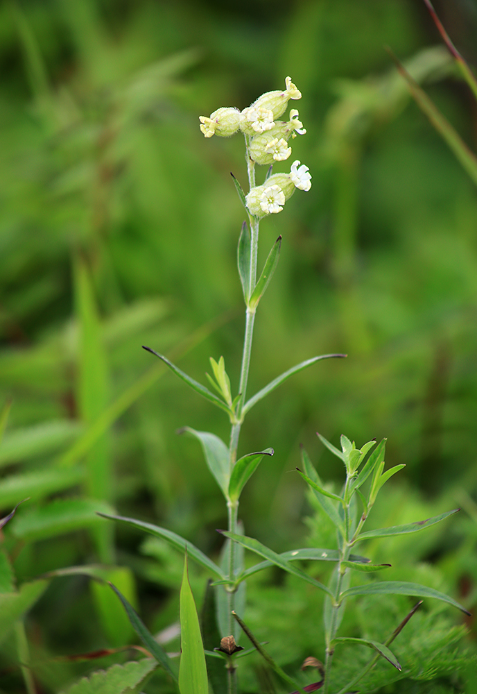 Image of Silene amoena specimen.