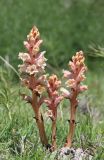 Orobanche kurdica