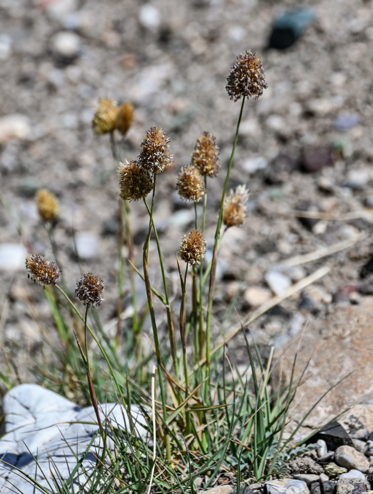 Image of Calamagrostis anthoxanthoides specimen.