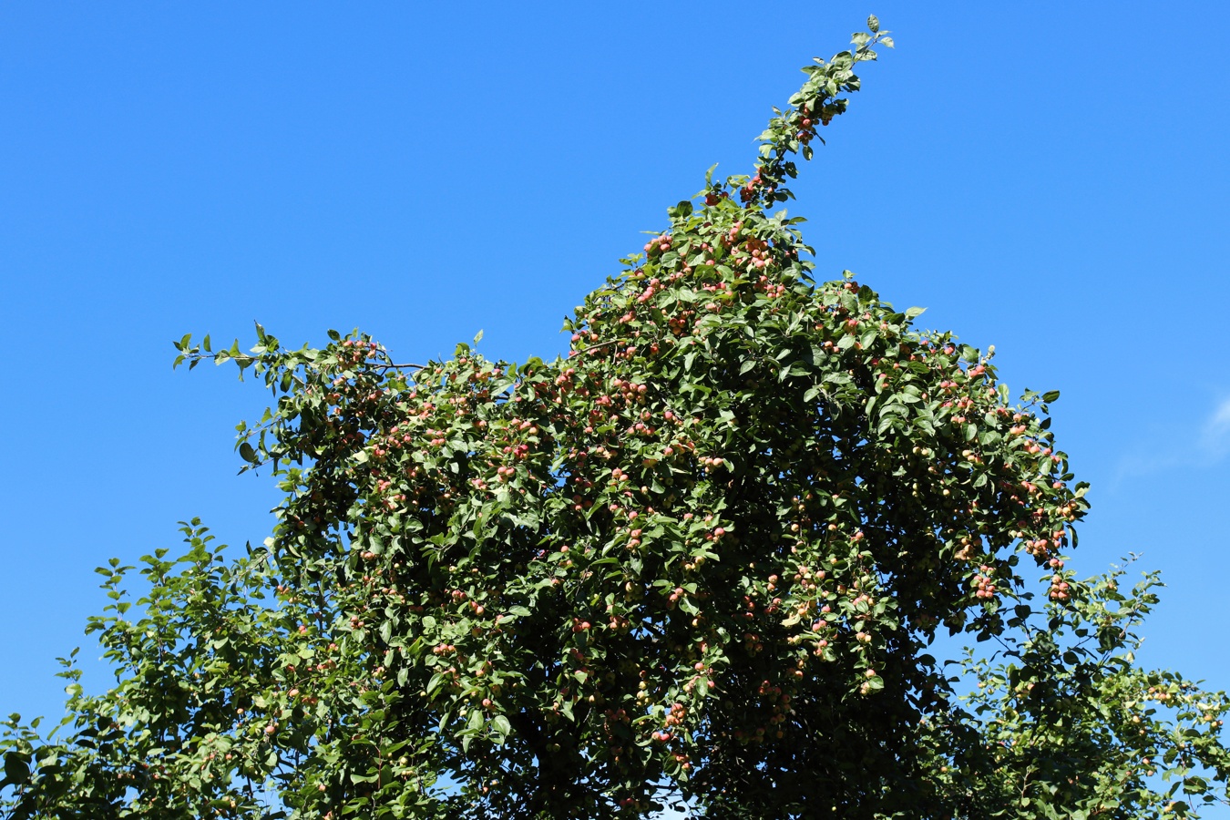 Image of Malus prunifolia specimen.