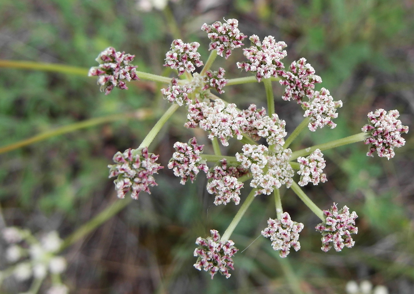 Изображение особи семейство Apiaceae.