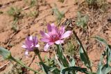 Tragopogon marginifolius